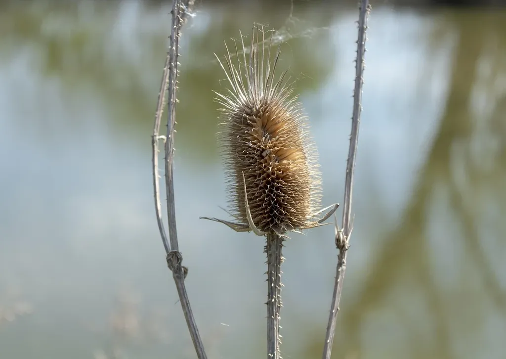erlichioza dirofilarioza