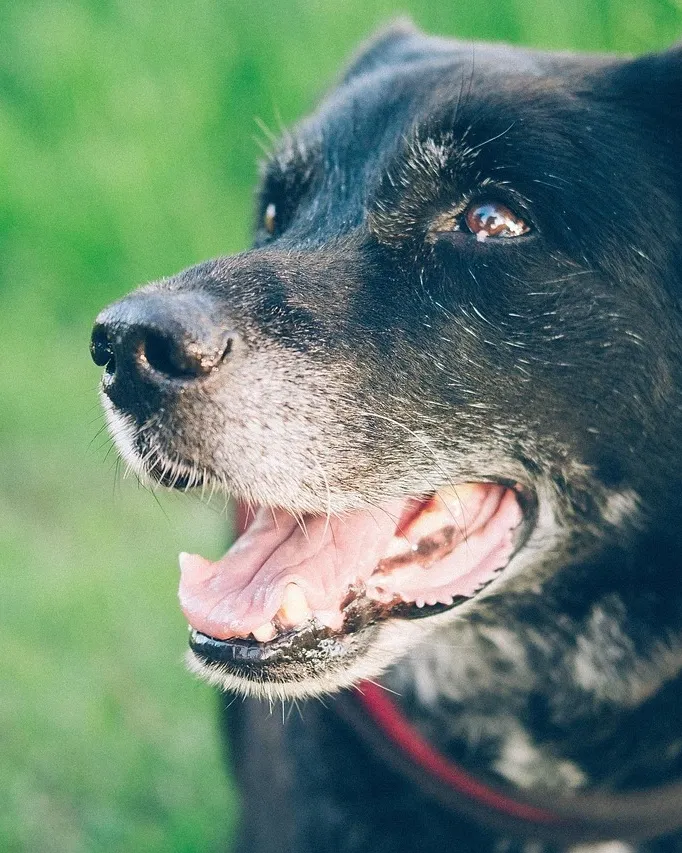 Karma okiem właściciela: Abi i Greenheart-Premiums Small Breed Low Activity