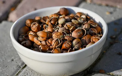 Karma okiem właściciela: Oli i Greenheart-Premiums Anti Allergy