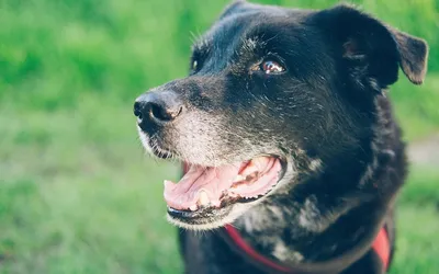 Karma okiem właściciela: Abi i Greenheart-Premiums Small Breed Low Activity