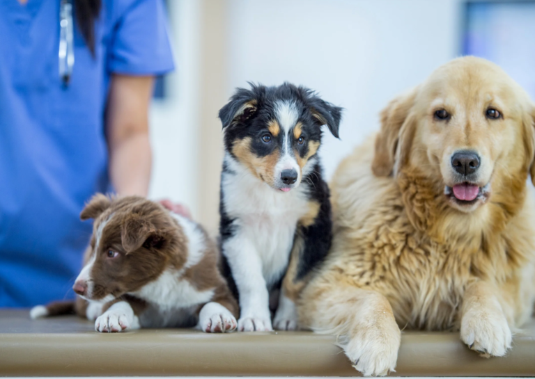 Parwowiroza – przeciwko jakim chorobom szczepimy psy?
